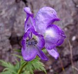 Aconitum cymbulatum