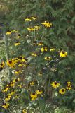 Rudbeckia triloba