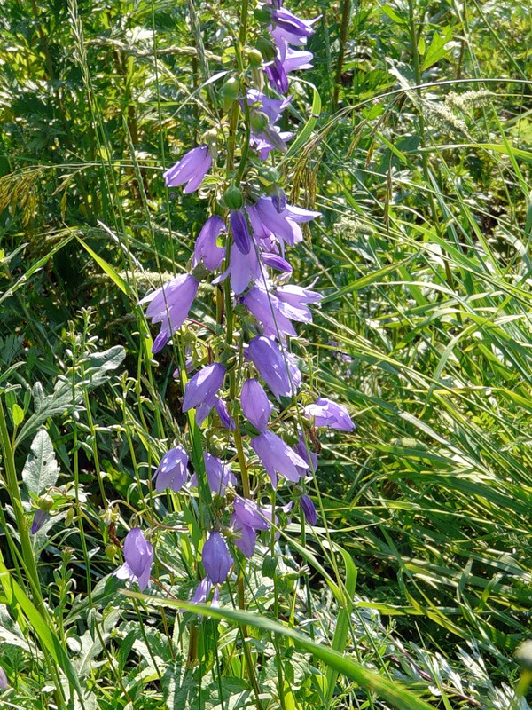 Image of Campanula rapunculoides specimen.