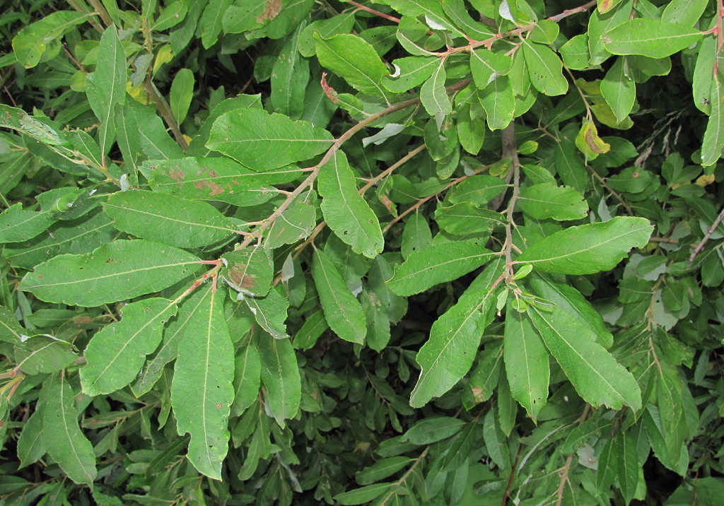 Image of Salix cinerea specimen.