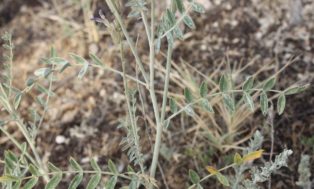 Изображение особи Astragalus varius.