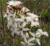 Menyanthes trifoliata