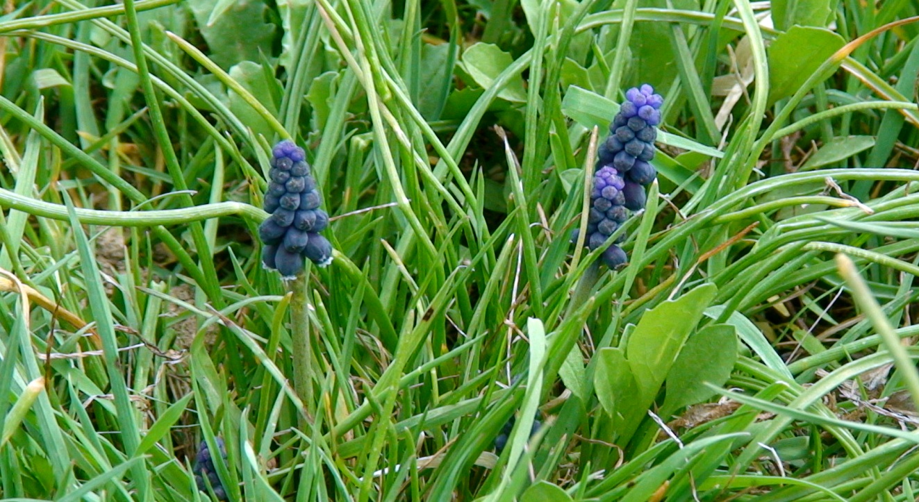 Изображение особи Muscari neglectum.