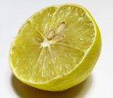 Citrus limon