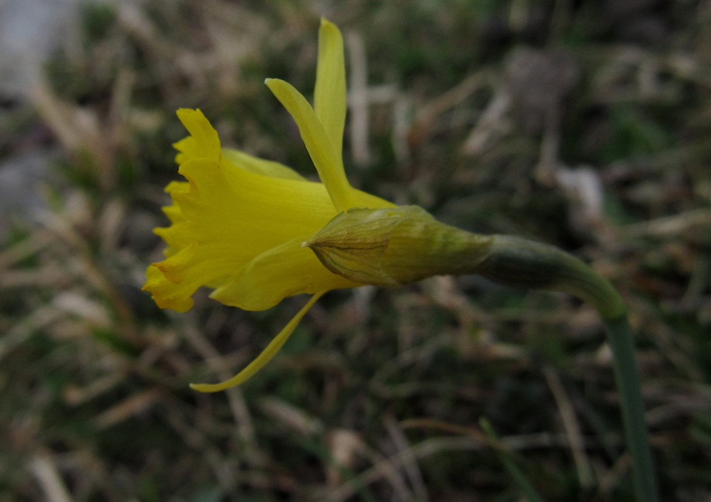 Изображение особи Narcissus asturiensis.