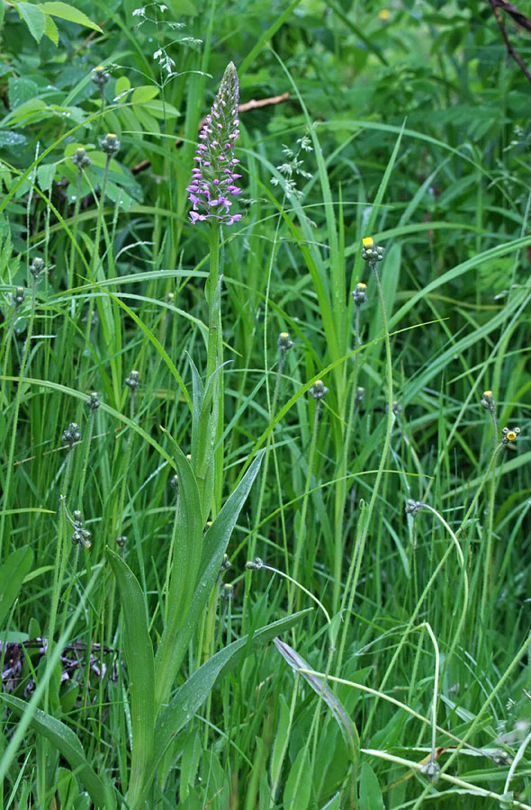 Изображение особи Gymnadenia conopsea.