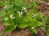 Clintonia udensis. Цветущие растения. Хабаровский кр., Ванинский р-н, долина р.Тумнин. 21.06.2005.