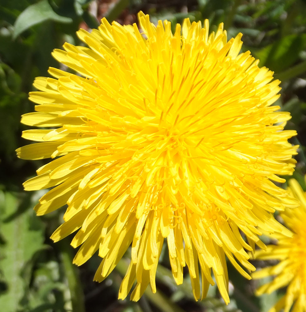 Image of genus Taraxacum specimen.