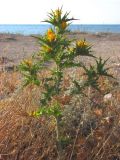 Scolymus hispanicus