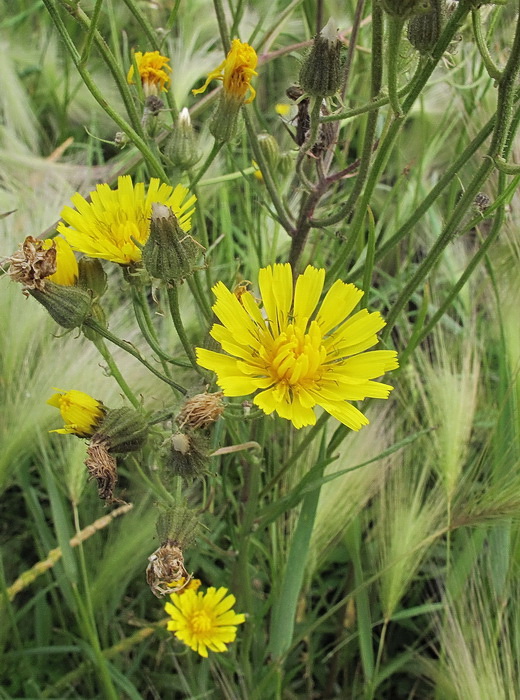 Image of Crepis tectorum specimen.