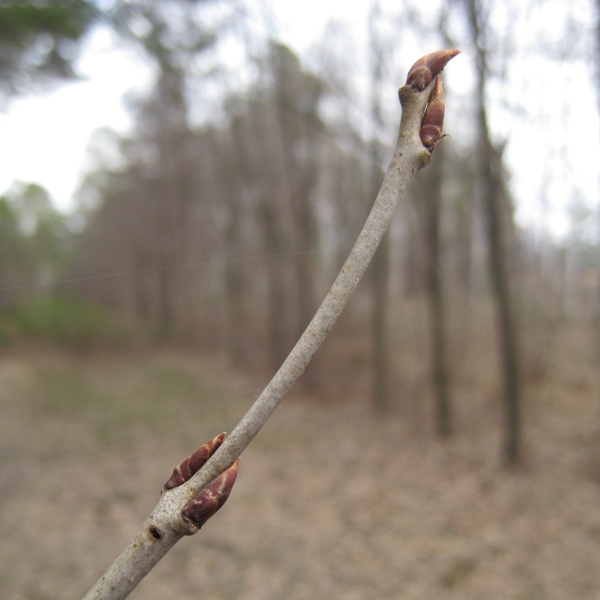 Изображение особи Rhamnus cathartica.