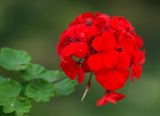 Pelargonium hortorum