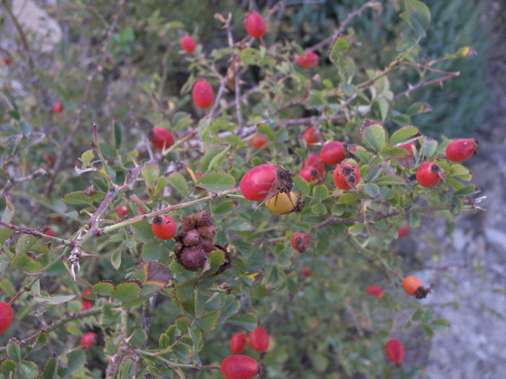 Image of Rosa komarovii specimen.