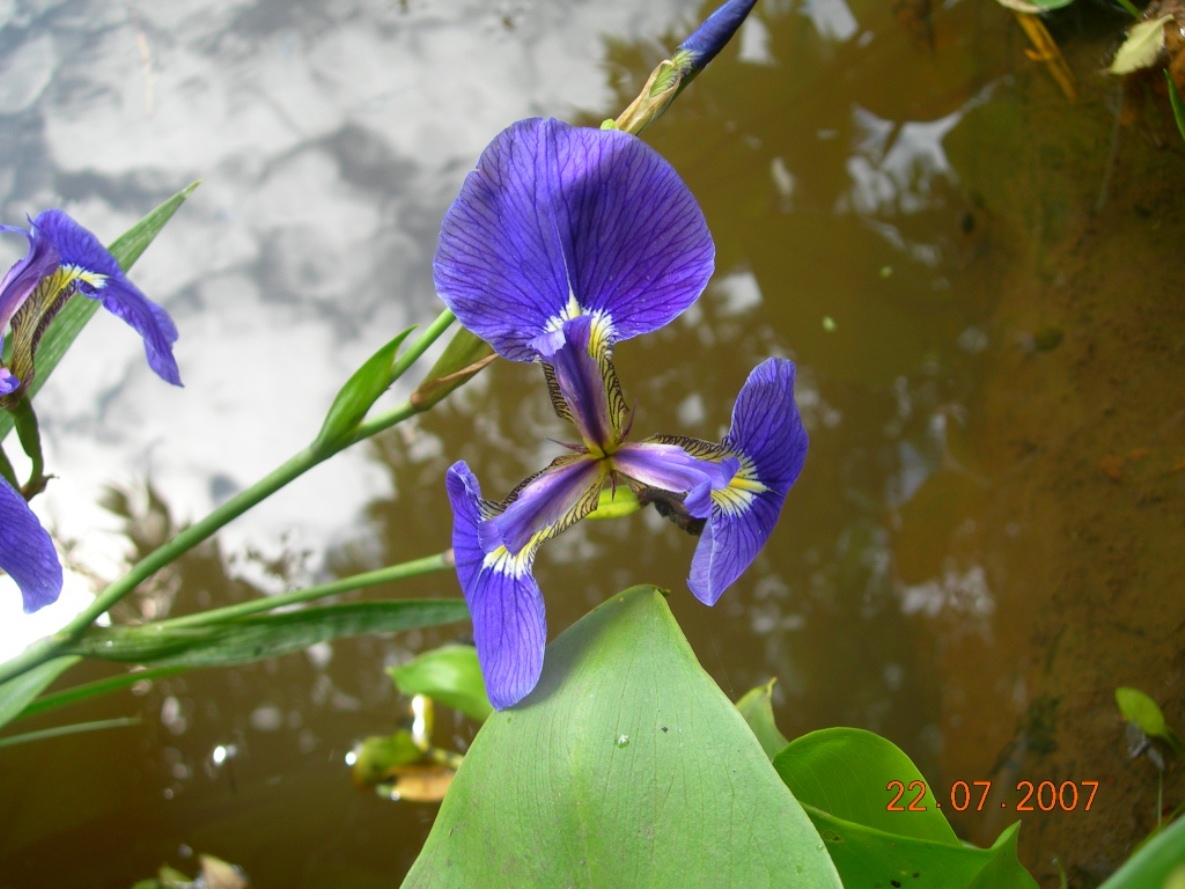 Image of Iris setosa specimen.