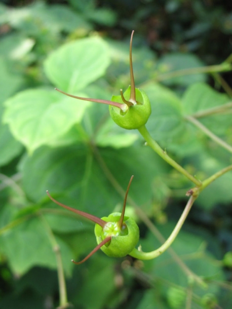 Изображение особи Kirengeshoma palmata.