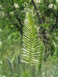 Agropyron pectinatum. Колос (морфа без воскового налёта). Украина, г. Запорожье, о-в Хортица. 28.05.2011.