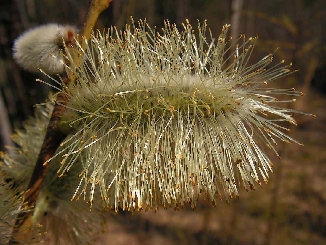 Image of Salix caprea specimen.