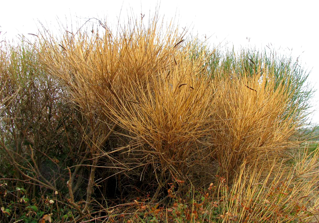 Image of Spartium junceum specimen.