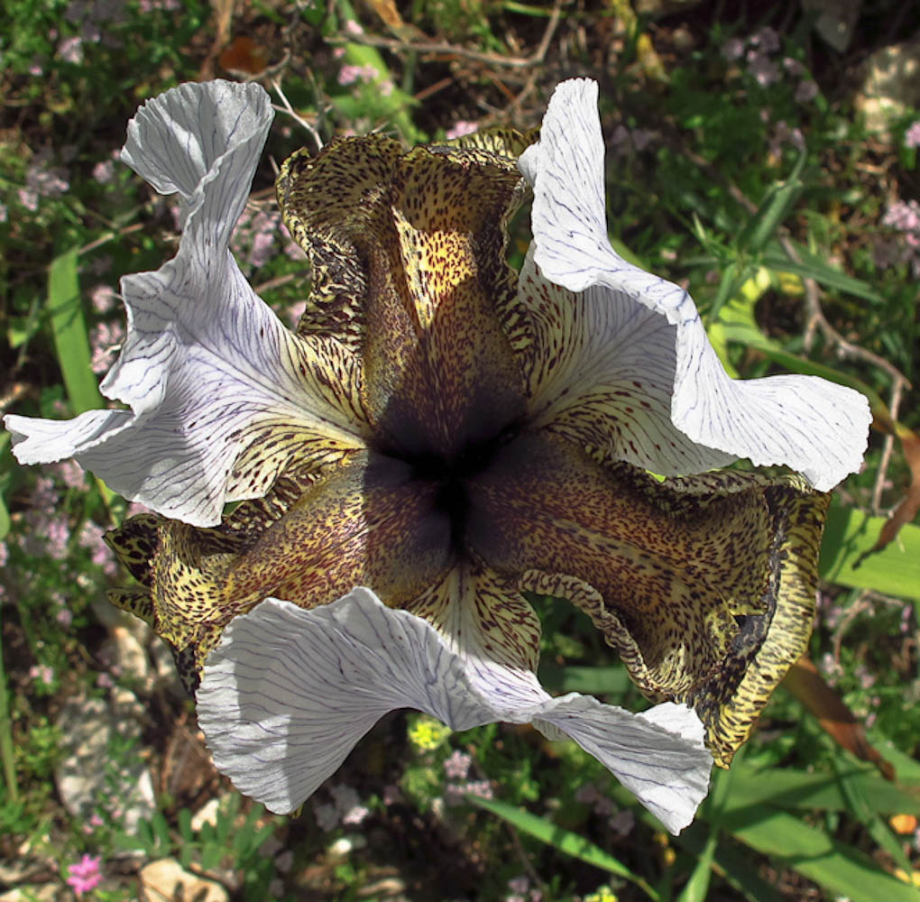 Image of Iris bismarckiana specimen.