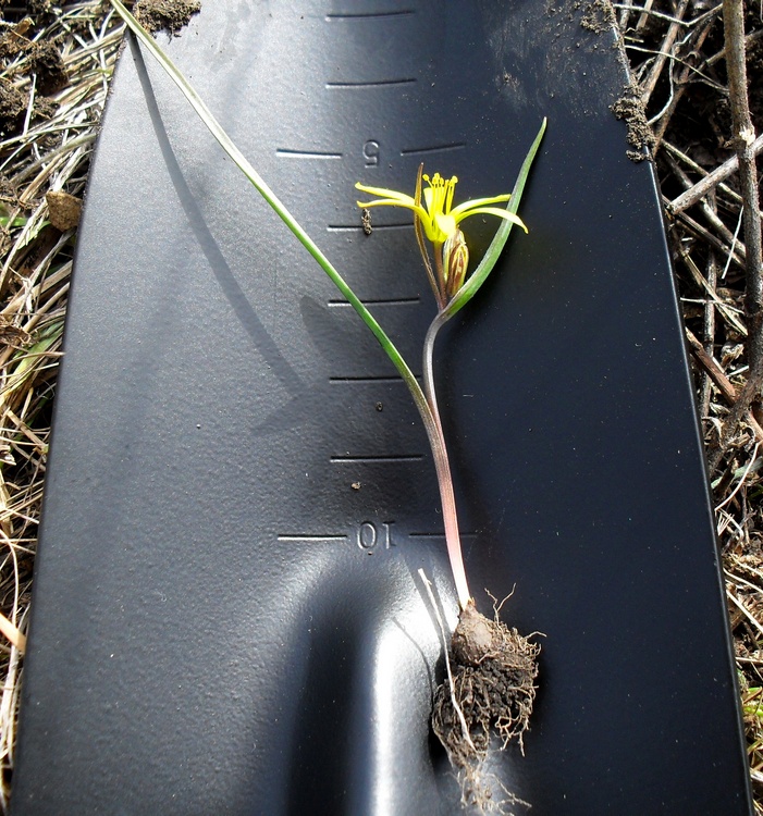 Image of Gagea erubescens specimen.