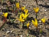 Colchicum luteum. Цветущие растения. Москва, в культуре с Угамского хребта. 26.04.2013.