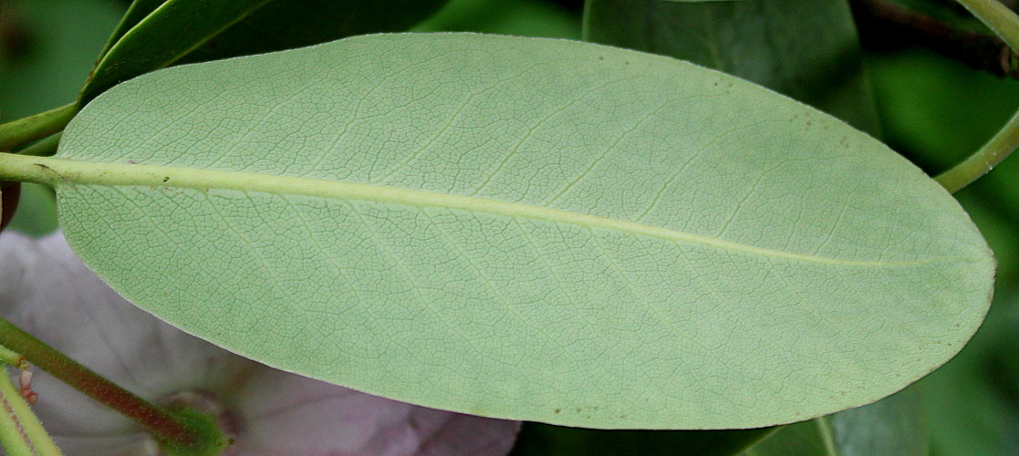 Image of Rhododendron fortunei specimen.