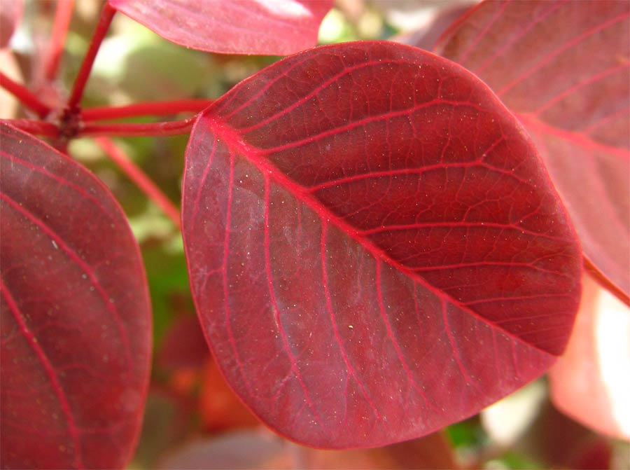 Image of Euphorbia cotinifolia specimen.