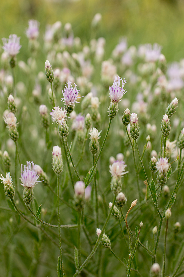 Изображение особи Klasea erucifolia.