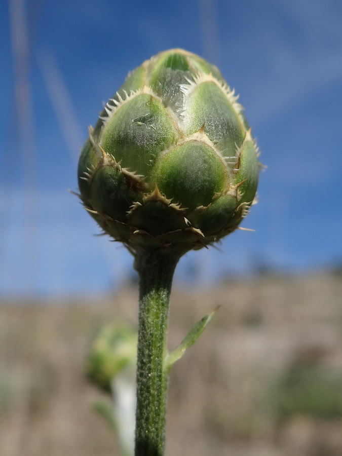 Image of Centaurea salonitana specimen.