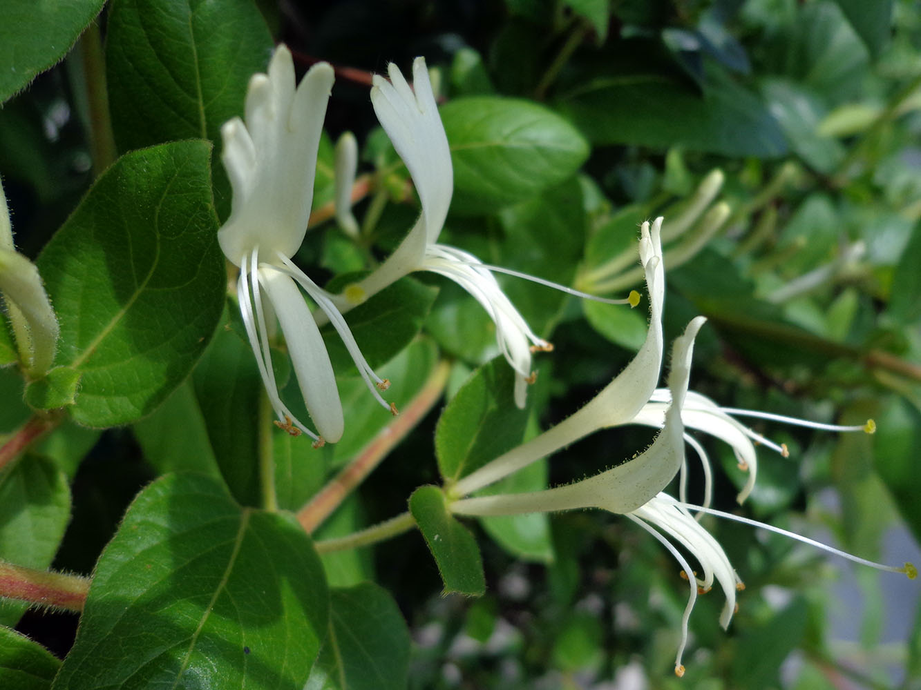 Image of Lonicera japonica specimen.