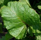 Rumex alpinus. Листовая пластинка. Германия, г. Krefeld, Ботанический сад. 08.06.2013.