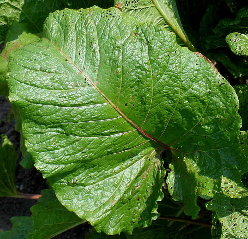 Image of Rumex alpinus specimen.