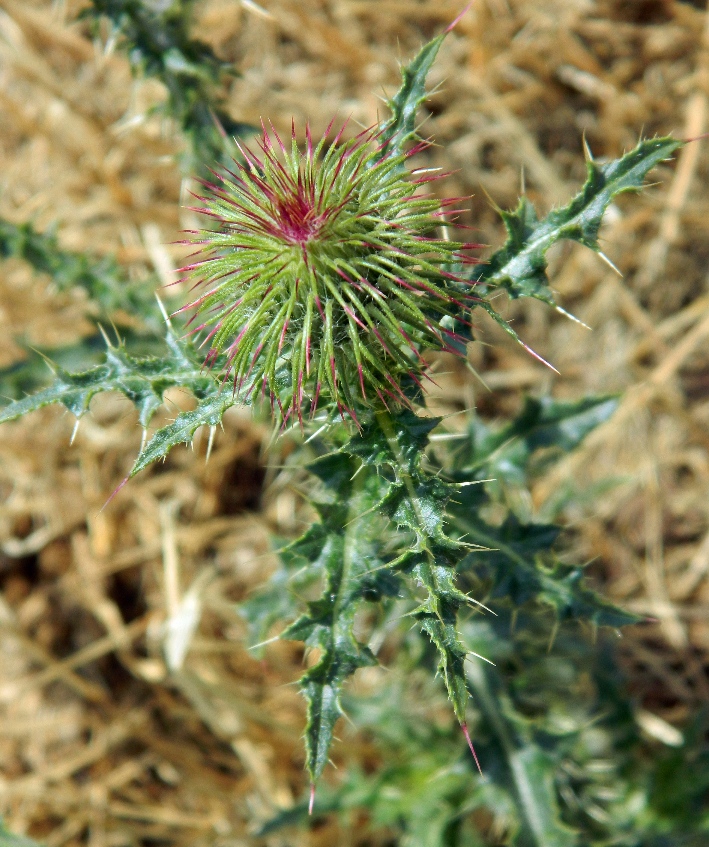 Image of Carduus uncinatus ssp. davisii specimen.