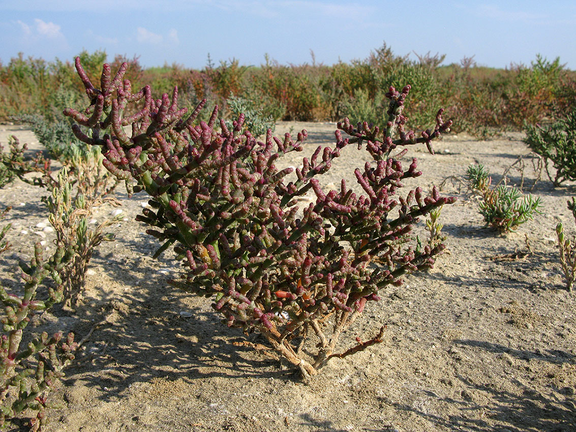 Изображение особи Salicornia perennans.