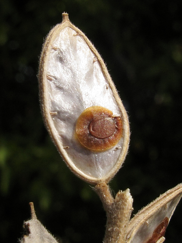 Image of Fibigia eriocarpa specimen.