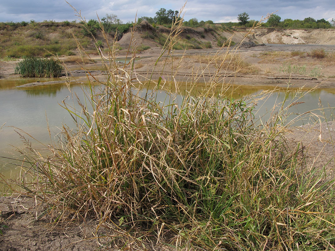 Image of Echinochloa crus-galli specimen.