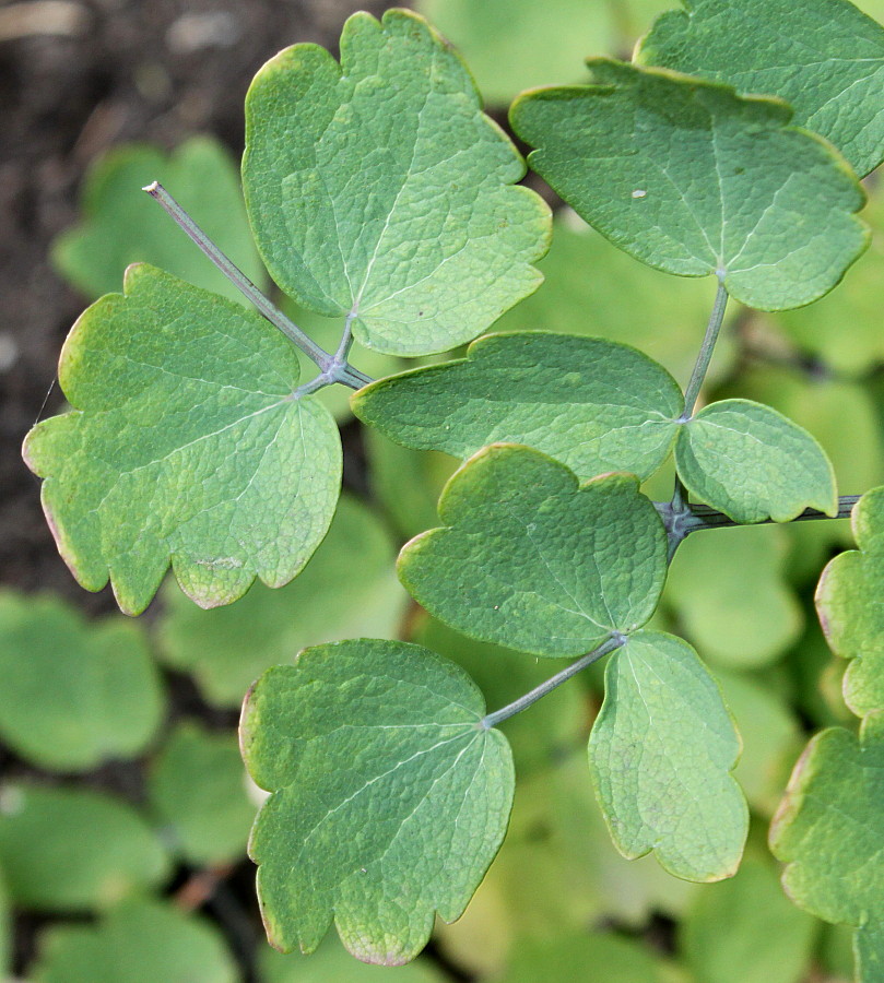 Изображение особи Thalictrum glaucum.