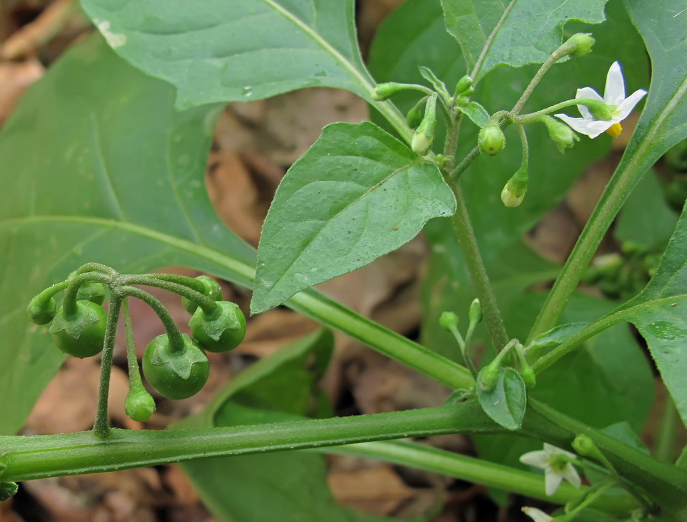 Изображение особи Solanum nigrum.