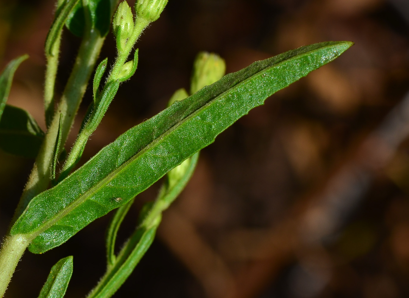 Image of Dittrichia viscosa specimen.