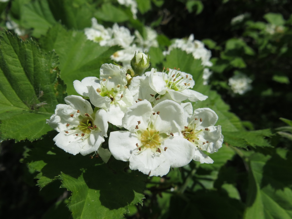 Image of genus Crataegus specimen.