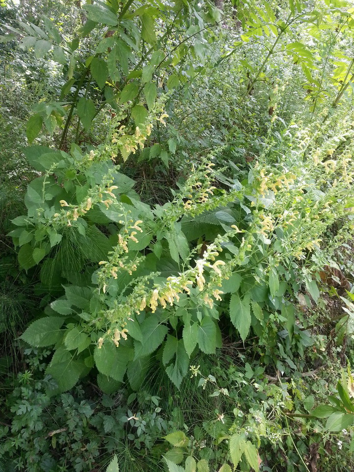 Image of Salvia glutinosa specimen.