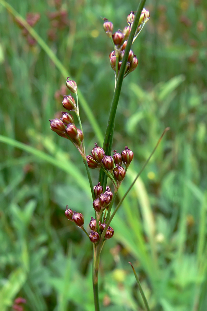 Image of Juncus compressus specimen.