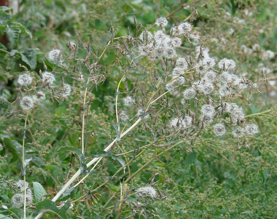 Изображение особи Lactuca serriola.