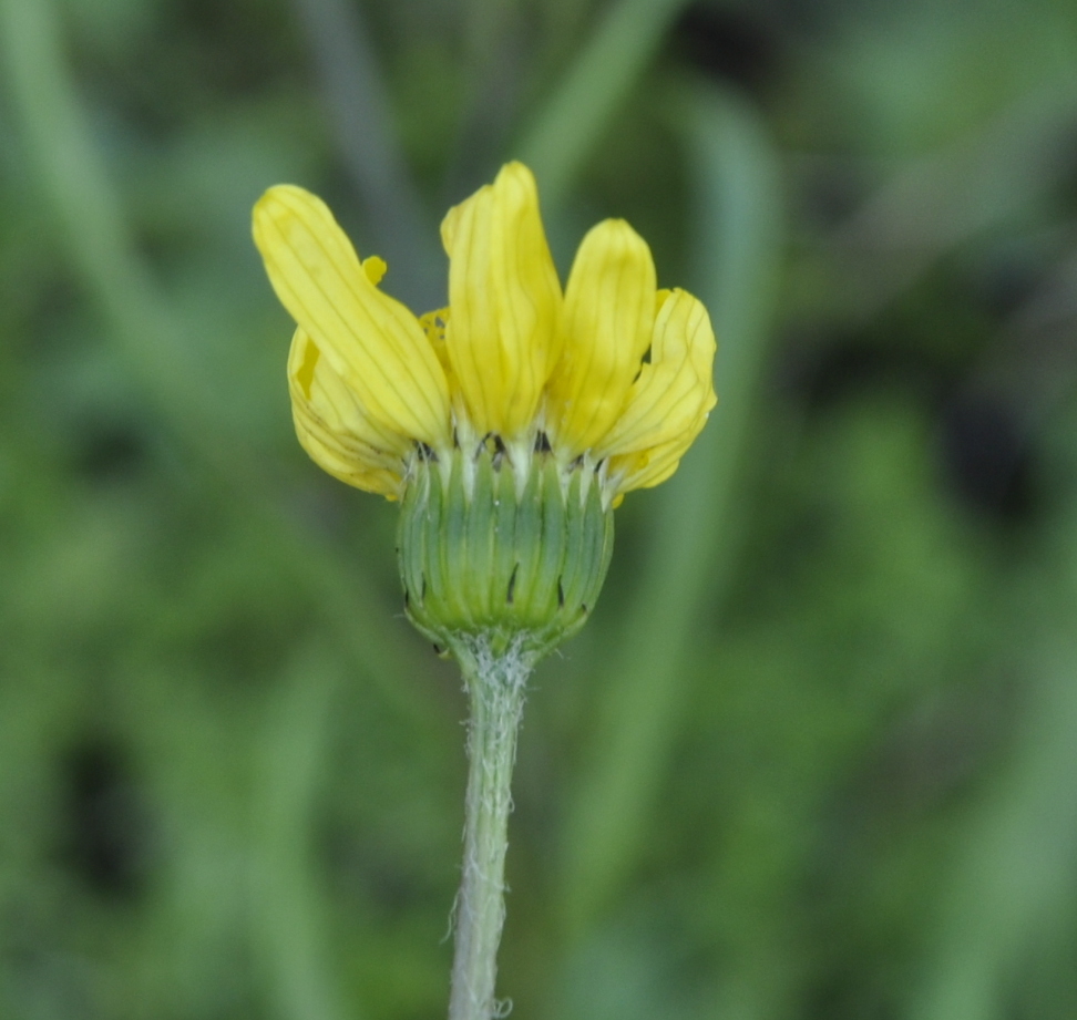 Image of Senecio vernalis specimen.