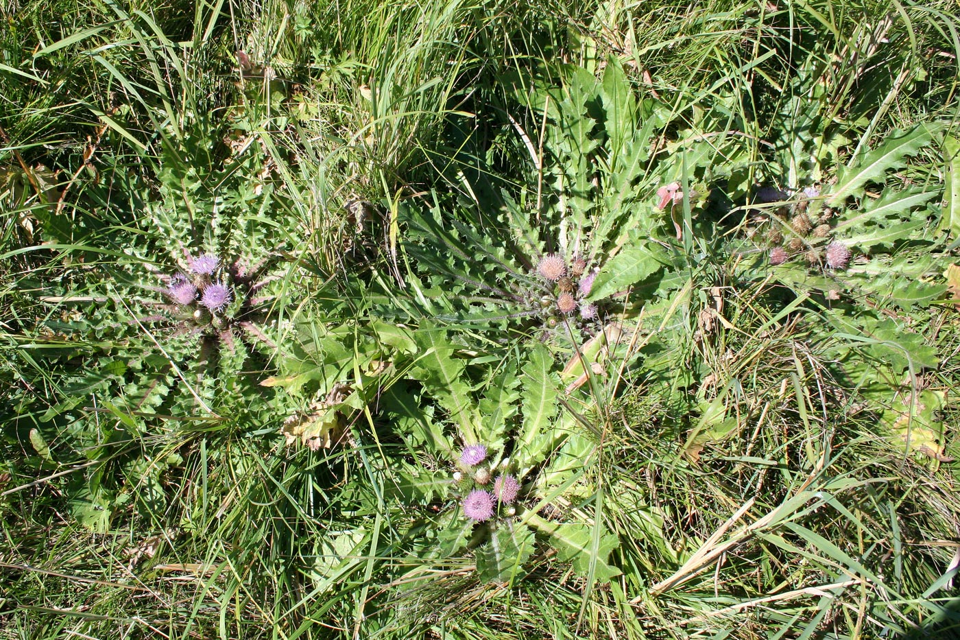 Изображение особи Cirsium esculentum.