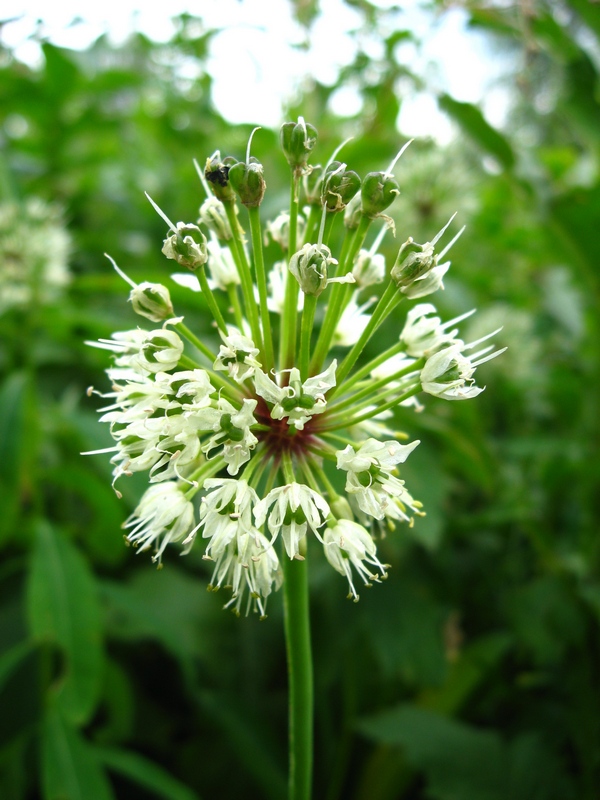 Image of Allium microdictyon specimen.