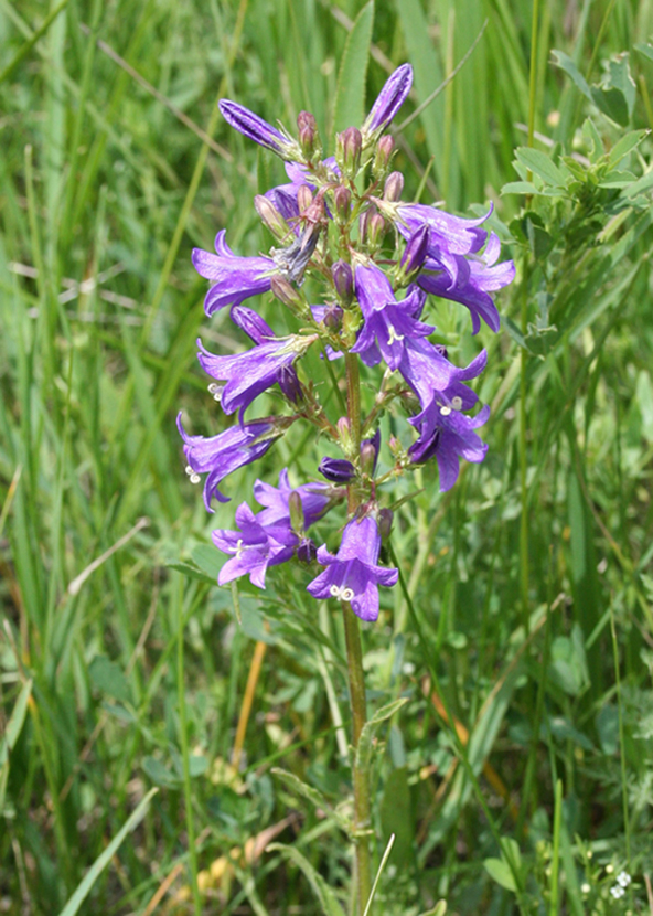 Изображение особи Campanula sibirica.