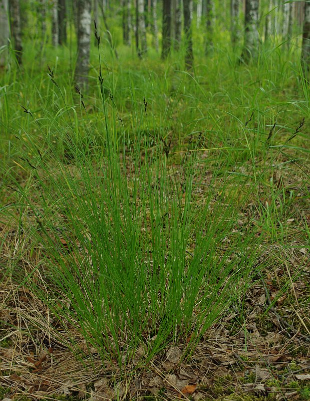 Image of Carex nigra specimen.