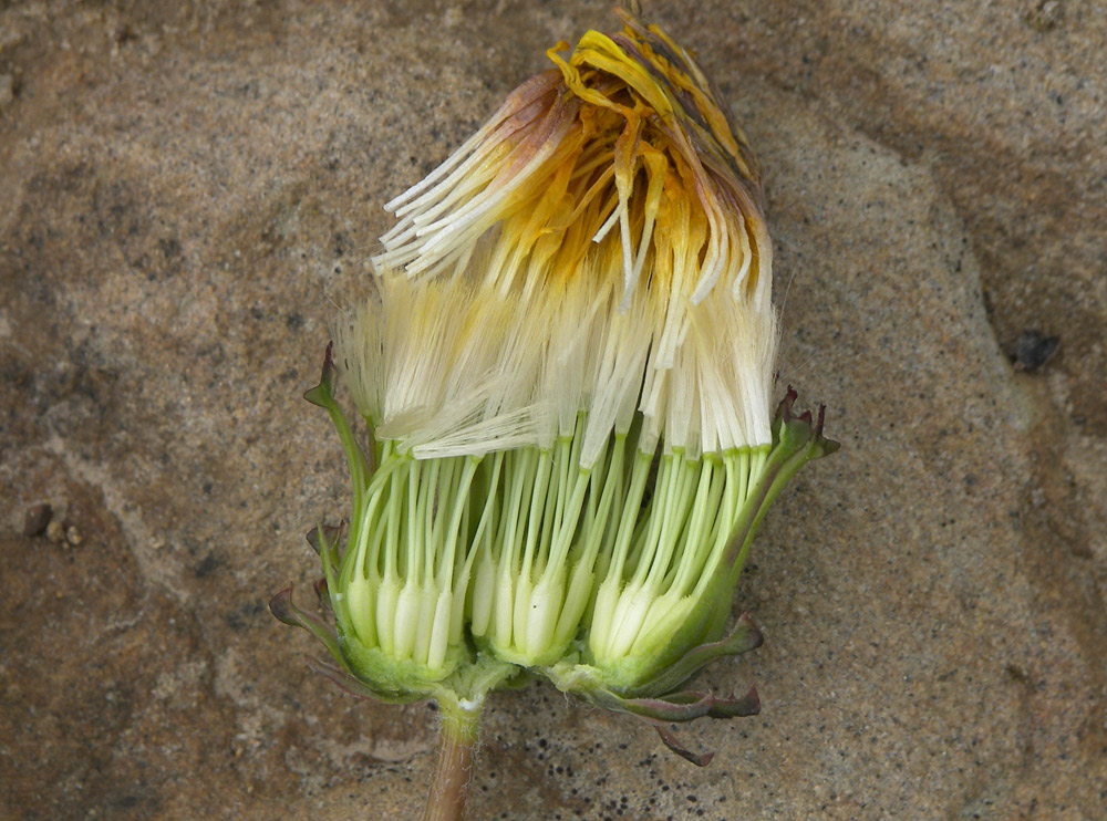 Изображение особи Taraxacum stenocephalum.