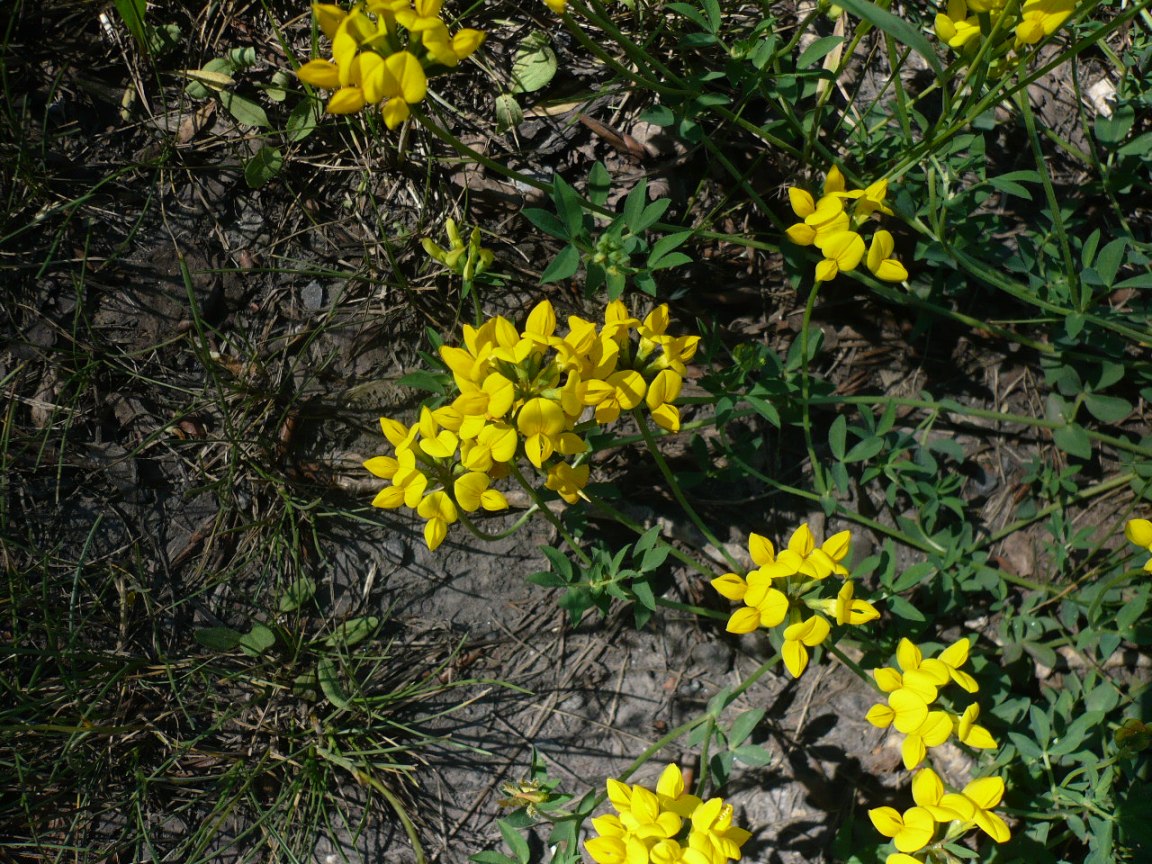 Image of genus Lotus specimen.